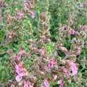 Teucrium chamaedrys fleur
